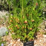 Darwinia oxylepis