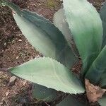 Agave shaferi Blad