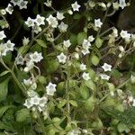 Sedum fragrans Habitus