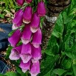 Digitalis thapsi ফুল