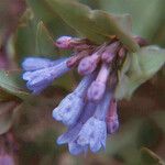 Mertensia oblongifolia Flower