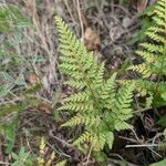 Asplenium onopteris Leaf