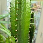 Euphorbia abyssinica Hoja