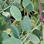 Indigofera heterantha Leaf