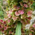 Rumex crispus Floro