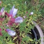 Salvia chamelaeagnea 其他