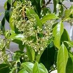 Viburnum odoratissimum Leaf