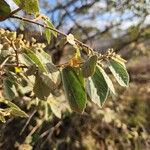 Grewia bicolor Blatt