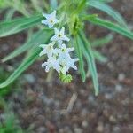 Heliotropium longiflorum Blüte