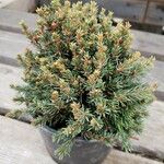 Picea glauca موطن