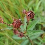 Comarum palustre Fiore