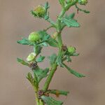 Grangea maderaspatana Flower