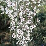 Retama raetam Fleur