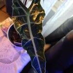 Alocasia longiloba Leaf