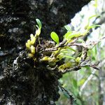 Bulbophyllum absconditum Hábito