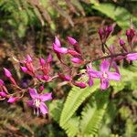 Oxyspora paniculata Blüte