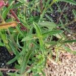 Gomphrena globosa Feuille