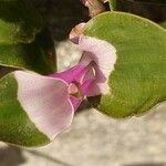 Tradescantia fluminensis Kvet