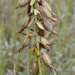 Epipactis palustris Fruto