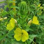 Oenothera biennisFlor