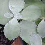 Kalanchoe pumila 葉