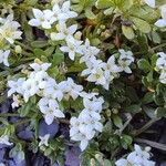 Galium megalospermum Flower