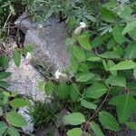 Silene douglasii Habitus