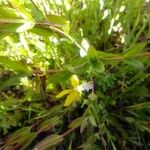 Hypericum australe ഇല