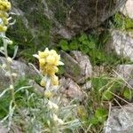 Artemisia umbelliformis Blüte