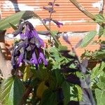 Salvia guaraniticaFlower