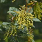 Quercus agrifolia പുഷ്പം