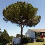 Pinus pinea Natur