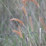 Setaria sphacelata Habitatea