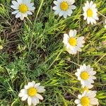 Anthemis ruthenica Flors