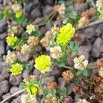 Trifolium campestre Λουλούδι