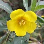 Ludwigia grandiflora Flower