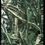 Euphorbia kamerunica Leht