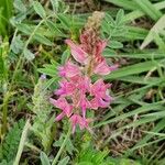 Onobrychis arenaria Blüte