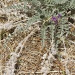 Astragalus mollissimus Habitat