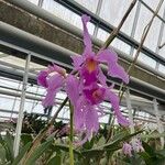 Calanthe rubens Flower