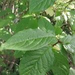 Syringa villosa Leaf