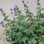 Echinops bannaticus Libunga