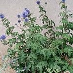 Echinops bannaticus موطن