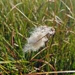 Eriophorum angustifoliumফুল