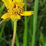 Aspilia mossambicensis Blomst