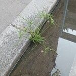 Cyperus difformis Likasa