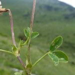 Trifolium thalii বাকল