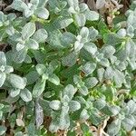 Cerastium biebersteinii Hoja