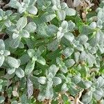 Cerastium biebersteinii ഇല