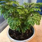 Selaginella martensii Levél